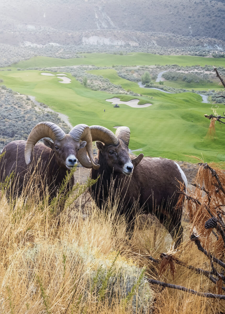 Bighorn sheep overlooking Bighorn Golf Kamloops course with sweeping fairway and desert valley below